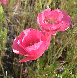 close-up photo of two pink poppies thumbnail