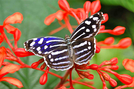 close-up photography of black and white moth perching on red petaled flower during daytime thumbnail