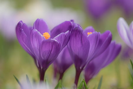 shallow focus photography of purple flowers thumbnail