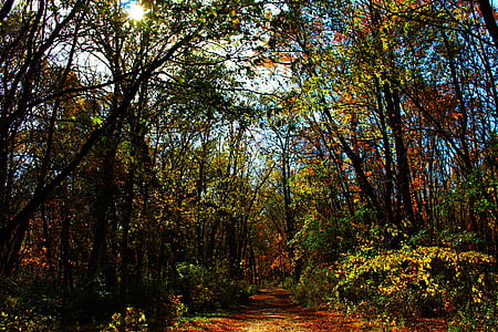 pathway between green trees thumbnail