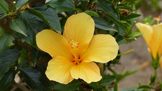 Yellow Hibiscus thumbnail