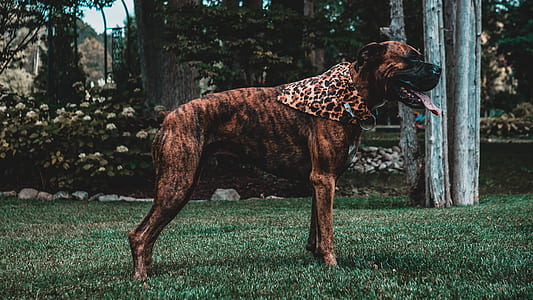 short-coated brown dog standing on grass field thumbnail