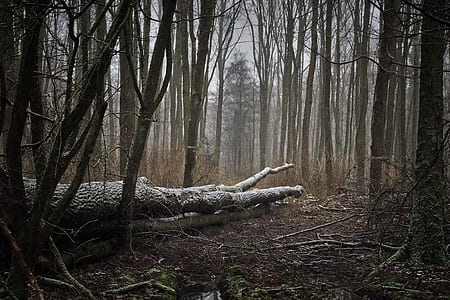 tree logs on ground thumbnail