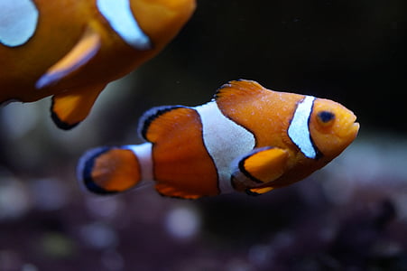 shallow focus photography of two orange clownfishes thumbnail