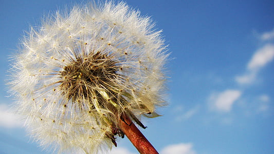 white dandelion on bloom during daytime thumbnail