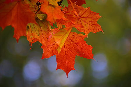 focus photography of red maple leaf thumbnail