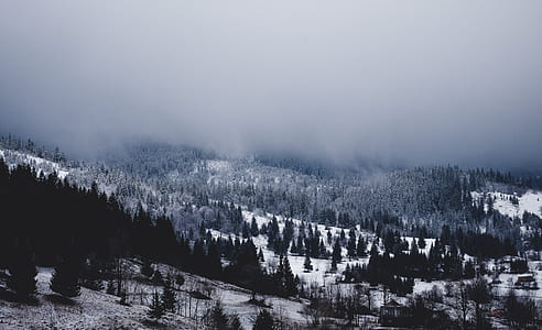 photo of glacier pine trees in mountain thumbnail