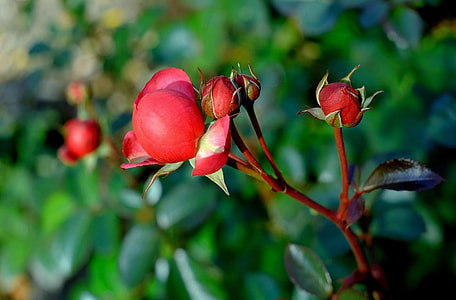 selective focus photography of red rose flower buds thumbnail