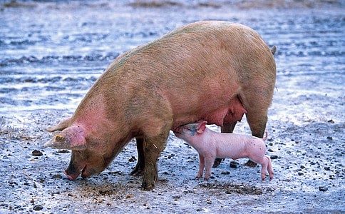close up photograph of pig with baby pig thumbnail