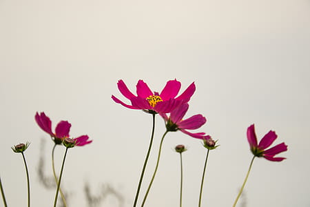 flowers, plant, bloom, blossom thumbnail