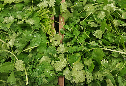 green leaf plants close-up photo thumbnail