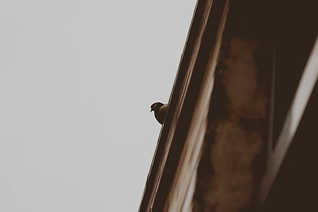 gray bird perched on roof thumbnail