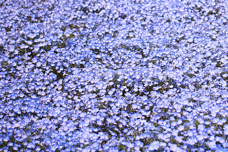 blue flowers thumbnail