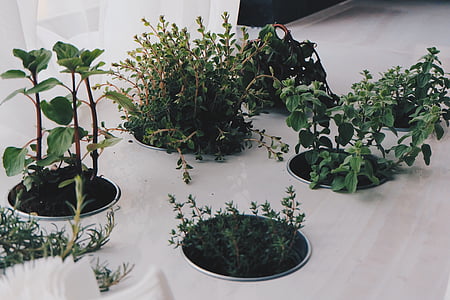 photo of green leafed plants inside pot thumbnail