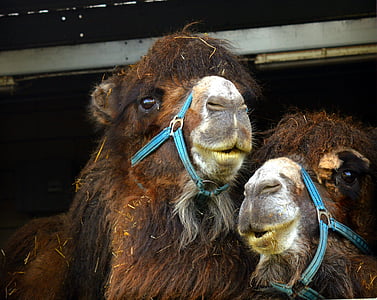 two brown camels thumbnail