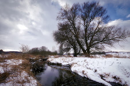 snow covered river near brown bare tree thumbnail