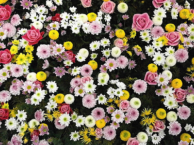 close up photo of yellow-white-and-pink petaled flowers thumbnail
