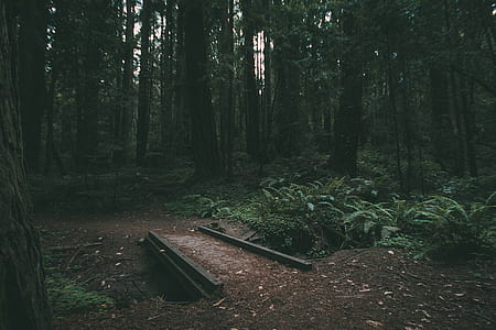 forest during daytime thumbnail