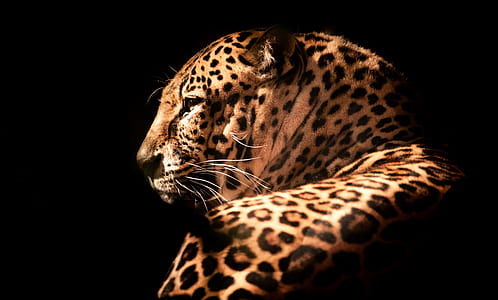 selective focus photo of leopard thumbnail