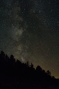silhouette of trees against stars during night thumbnail