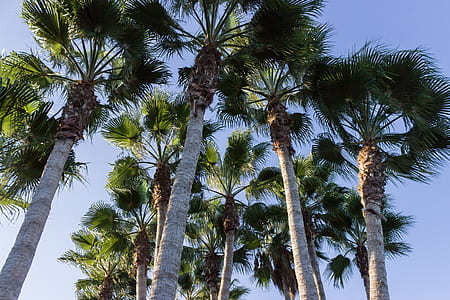 low-angle photography of fan palm trees thumbnail