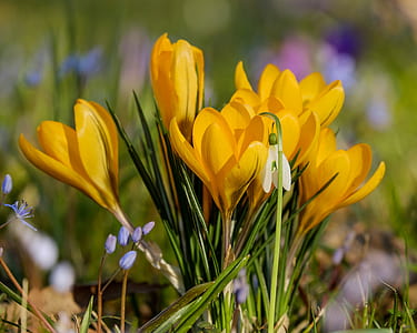 yellow crocus flowers in bloom at daytime thumbnail