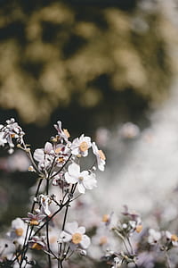 white poppies in bloom at daytime thumbnail