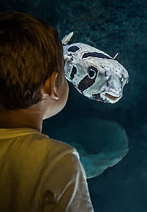 white and gray fish thumbnail