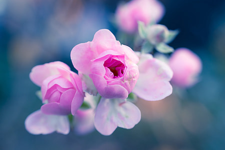 selective focus photography of pink Rose thumbnail