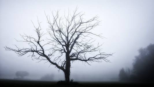 silhouette of tree without leaves thumbnail