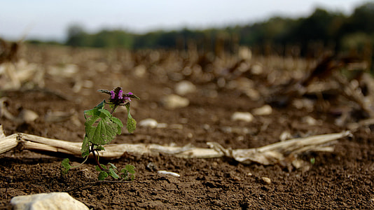 focus photo of purple petaled flower thumbnail
