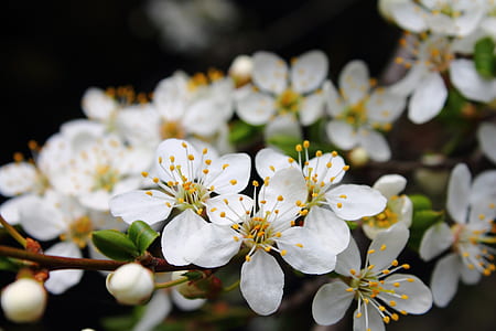 white Sakura flowers thumbnail