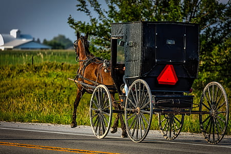 black wooden horse carriage on road during daytime thumbnail