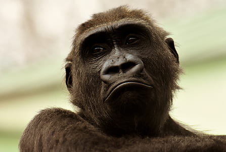 closeup photo of primate thumbnail
