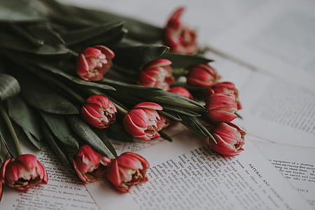 red roses on white books thumbnail