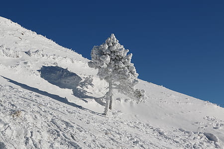 tree on snow capped mountain thumbnail
