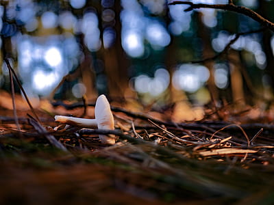 bokeh photography of white mushroom thumbnail