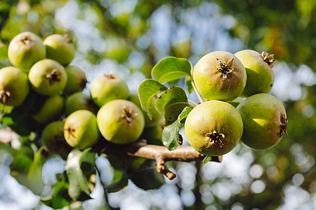 Green apples close up thumbnail