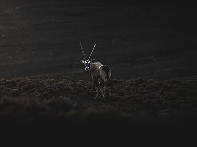 antelope standing near body of water thumbnail