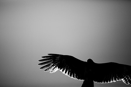 grayscale photography of eagle thumbnail