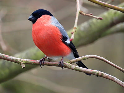 red, gray, and black feathered bird on top of plant stem thumbnail