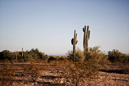 Two Green Cactus Plants at Daytime thumbnail