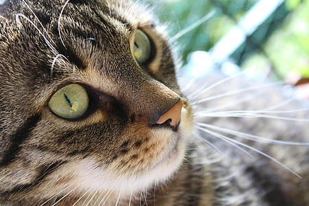 selective focus photography of gray cat thumbnail