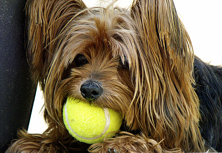 brown terrier thumbnail