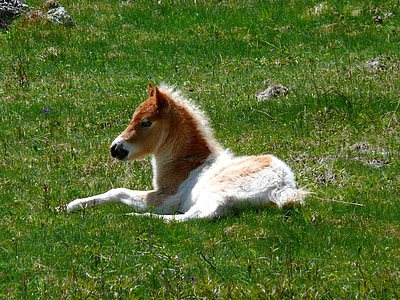 brown and white pony lying on grass thumbnail