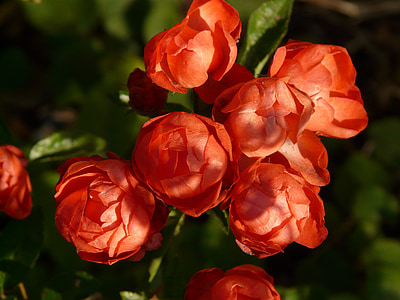 red flowers thumbnail