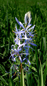 Chionodoxa Luciliae, Pointed Flower thumbnail