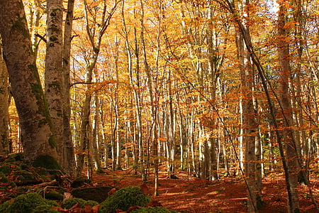 autumn leaves on ground surrounded with trees thumbnail