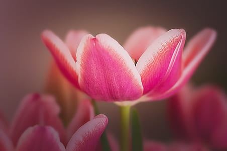 macro photography of pink tulip flower thumbnail