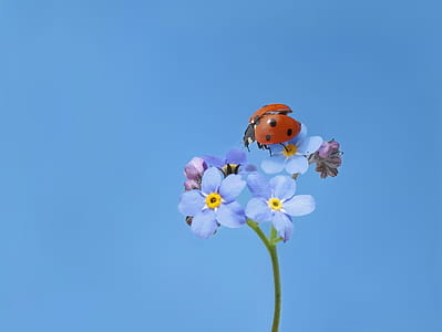 red and black ladybug perched on blue petaled flowers thumbnail